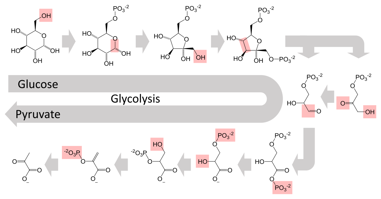 glycolysis-pathway-mcq