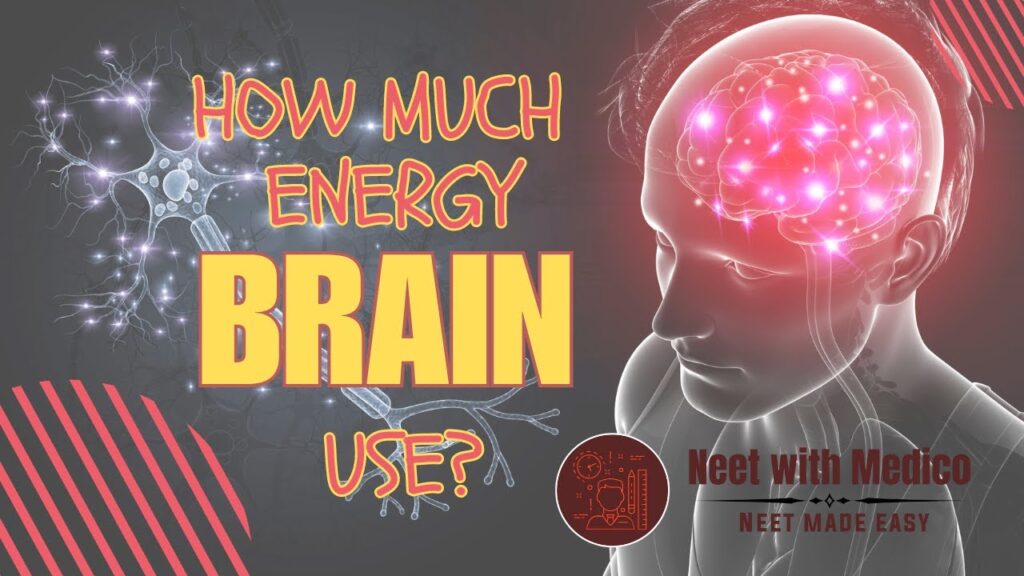 how-much-energy-does-our-brain