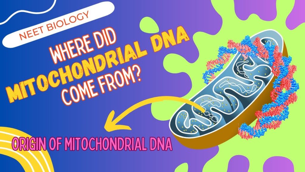 where-did-mitochondrial-dna-come